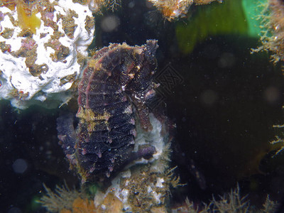 野生棕色白海马的特写图片