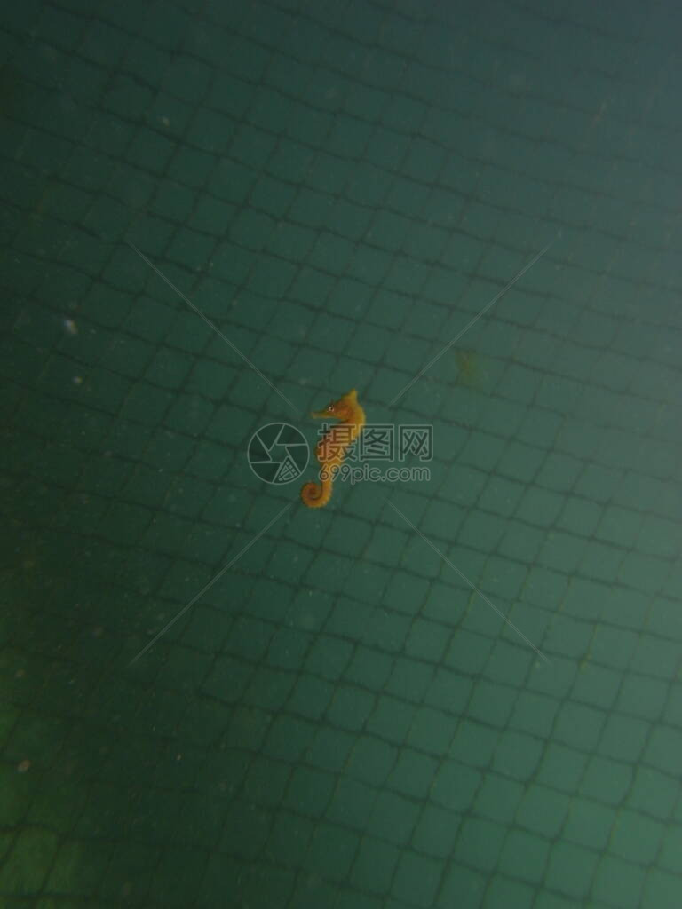 沃森湾水池绿水中一头野生黄色白海马海马HippocampusWhitei对图片
