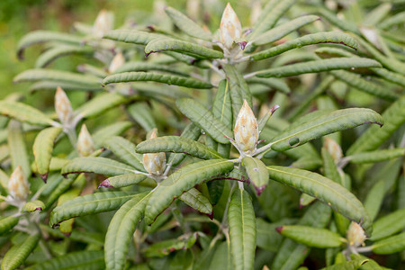 杜鹃花蕾花园里的粉红色杜鹃花园图片