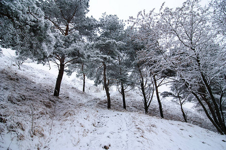 冬季风景雪覆盖了所有的树木图片