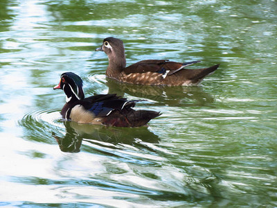 动物名称Aixsponsa水面的焦鸭图片