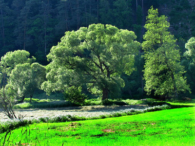 风景与柳树和绿色草甸在午后阳光下的绿树图片