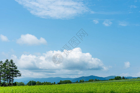 乡村自然景观在美丽的春天阳光明媚的日子里欣赏农田背景中的山脉图片