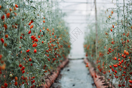 温室中的番茄浆果图片