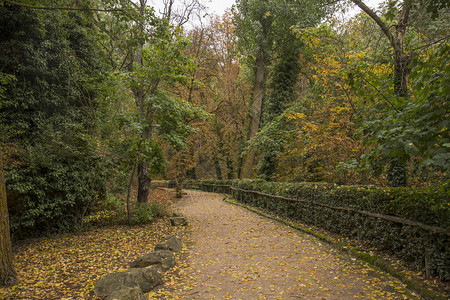 秋天的公园小径地上的落叶常绿落叶树图片
