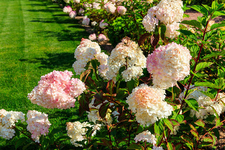 花园中的白色和粉红色的Hydrangea或hor图片