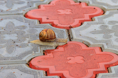 蜗牛在人行道上爬行图片