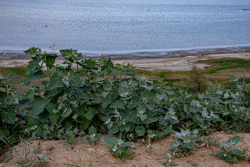 野生植物灌木在蓝色湖水上方的岸边生长图片