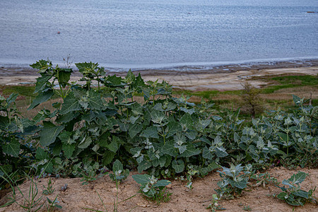 野生植物灌木在蓝色湖水上方的岸边生长图片