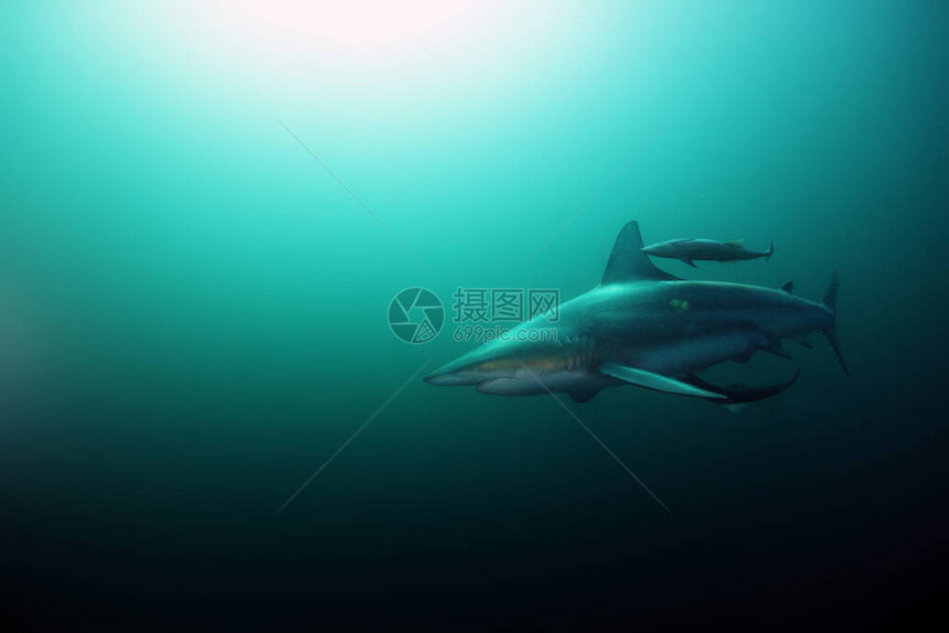 鲨鱼Carcharhinusfepatus图片