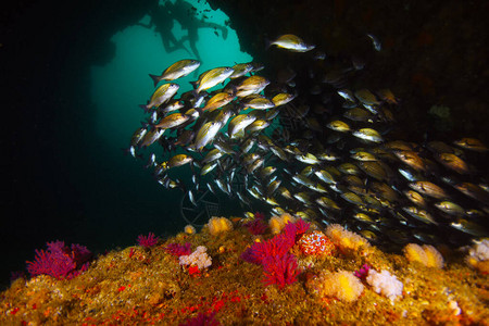 印度洋上富饶的悬崖阿利瓦尔与丰富的水下动物图片
