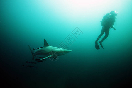 黑白鲨鱼Carcharhinusfepatus高清图片