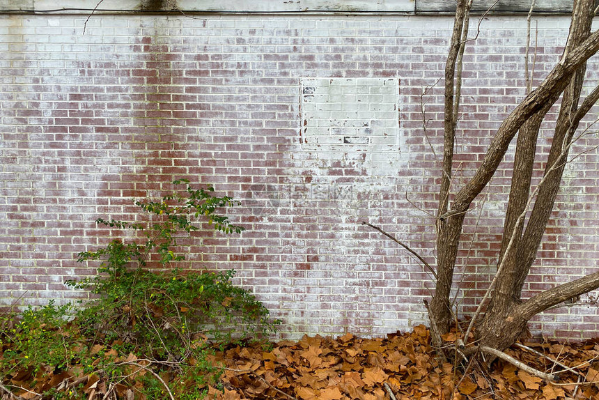 一堵白洗的砖头后花园墙壁上面有生长过度图片