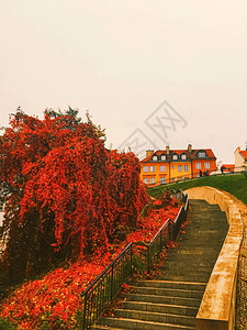 公园秋叶和户外树木的秋天自然图片
