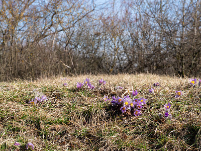 春初在阳光明媚的草地上开花图片
