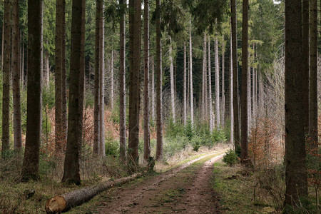 德国黑森林中树林和森林道路高长图片