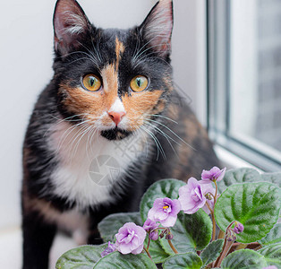 猫和家花在盆里护理关于动物和家庭花卉的文章家花对猫的图片