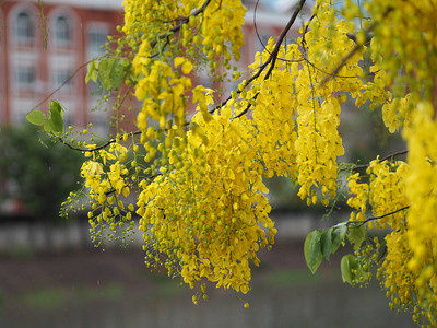 卡西亚瘘管病金雨树黄色花朵盛开图片