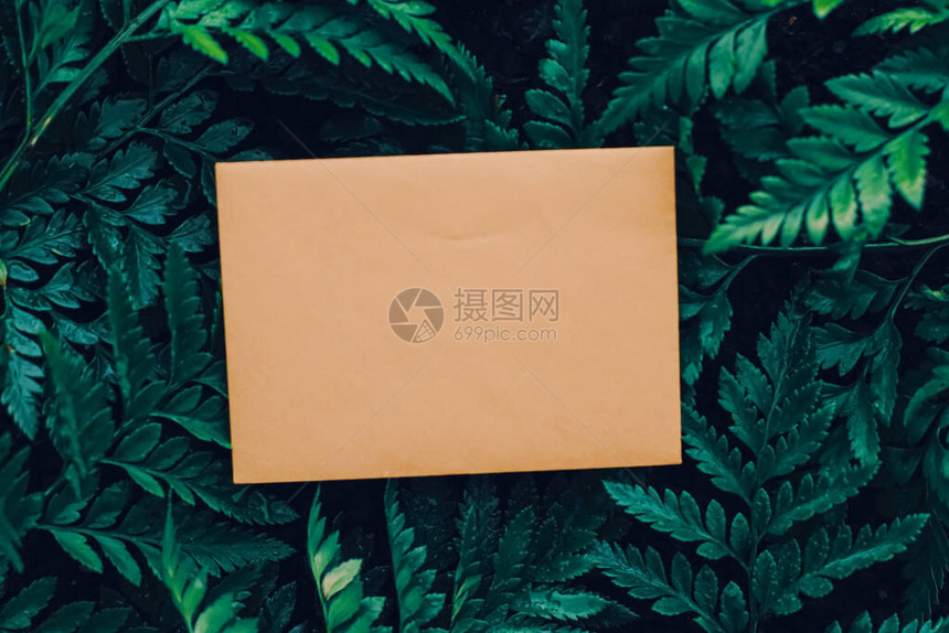 自然界中的空白信封和绿叶纸卡作为背景通图片