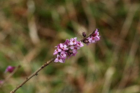 Daphnemezereum的花朵三月水图片
