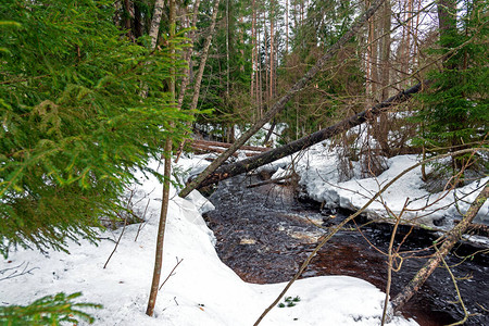 春天的小溪流过有雪的森林图片
