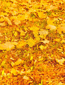 秋天的自然户外的秋叶和树木寒冷的季节图片