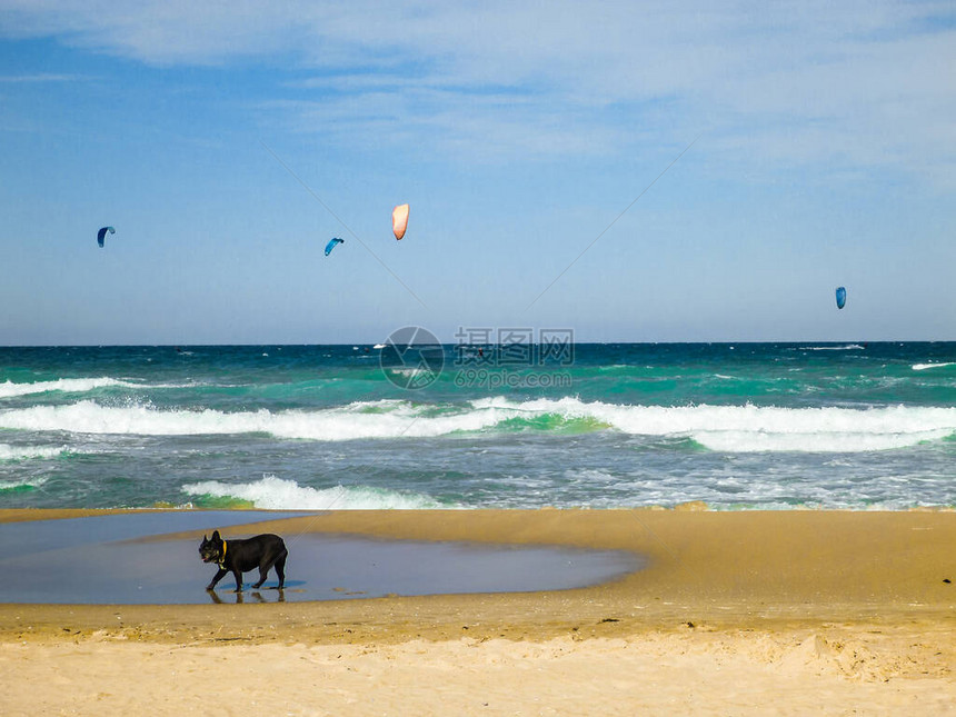 狗在海滩上看Kit图片