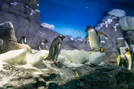 日本大阪天水族馆的金托企鹅图片