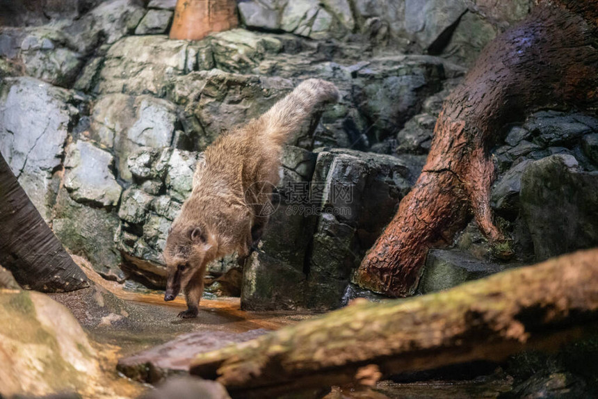 日本大阪水族馆Kaiyyka图片