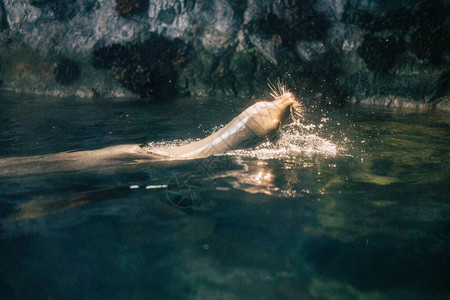 在日本大阪水族馆Kaiyyka图片