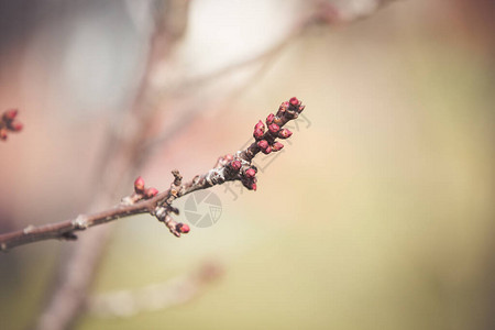 桃树在春天开花图片