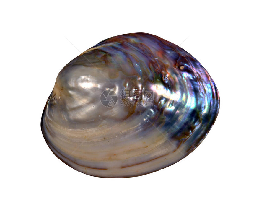 彩虹色天然珍珠牡蛎壳图片