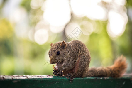 棕松鼠在木墙上吃和嚼花生图片