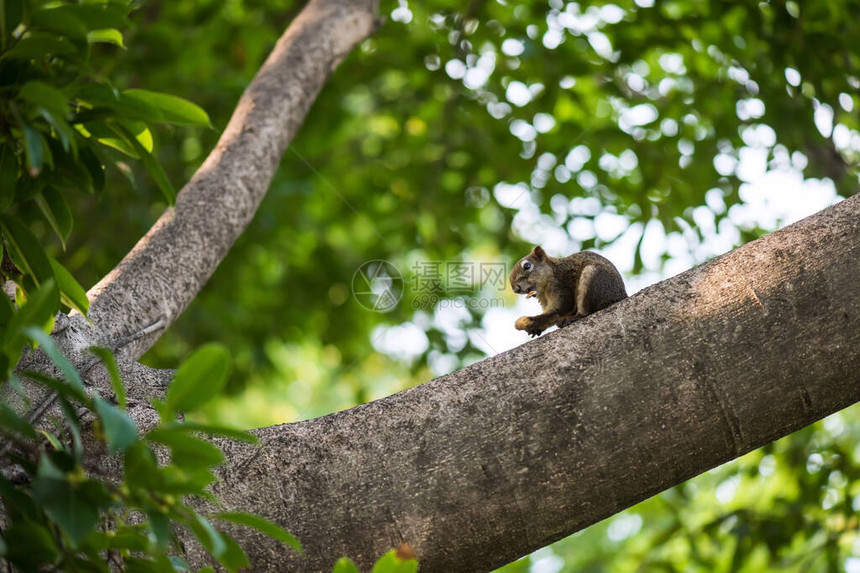 松鼠在树枝上吃和咀嚼花生图片