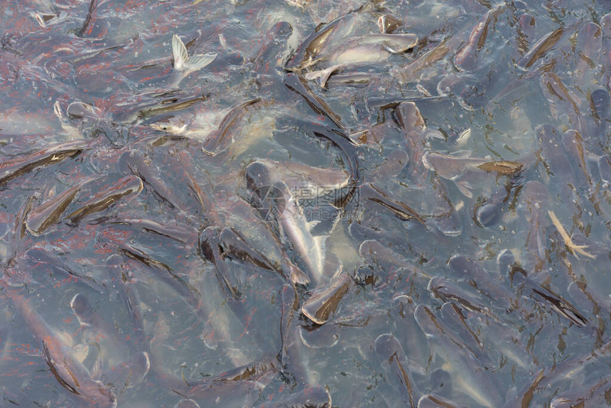 养活TilapiaPangasius和各种鱼类在池塘和河流中图片
