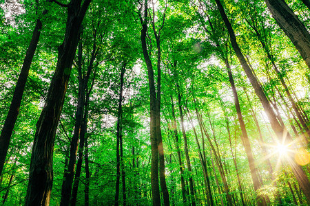春天森林树木自然绿色木阳光背景图片