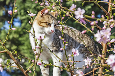 春天的花朵和猫在大自然的树枝上图片