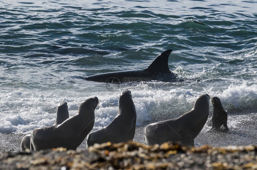 虎鲸在巴塔哥尼亚海岸捕猎海狮巴塔哥尼亚图片