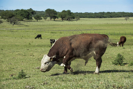 阿根廷布宜诺斯艾利斯省阿根廷农村的公牛区图片