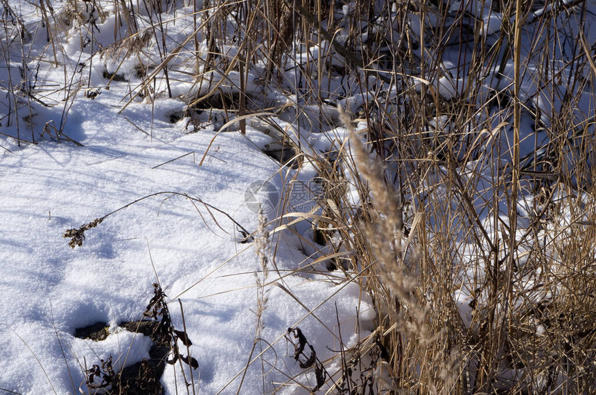 雪融化和干草很快春天雪在融化阳光下图片