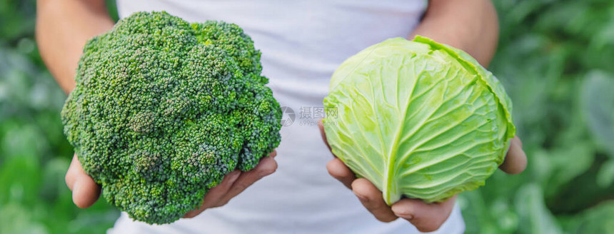 男人农夫手里拿着卷心菜和花椰菜有选择图片