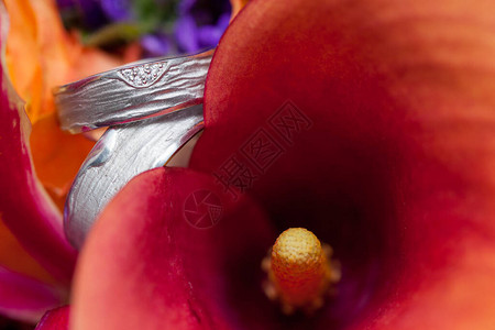 以橙色紫色和粉红色的卡拉斯马蹄莲玫瑰兰花等春天花朵的多彩生图片