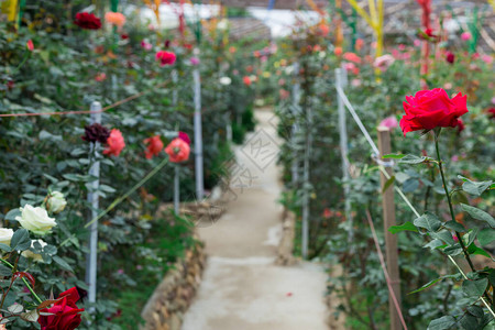 花园里有玫瑰花的玫瑰树种植园图片