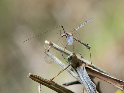 Cranefly是昆虫家族Tipulidae成员的图片