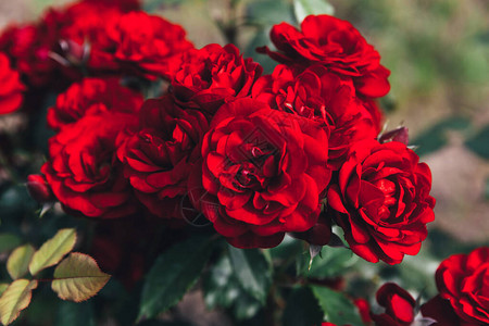 在夏天的时候美丽的红玫瑰花自然背景与开花的猩红色玫瑰鼓舞人心的天然花卉春天盛开的花园或公园背景美花复古背景图片