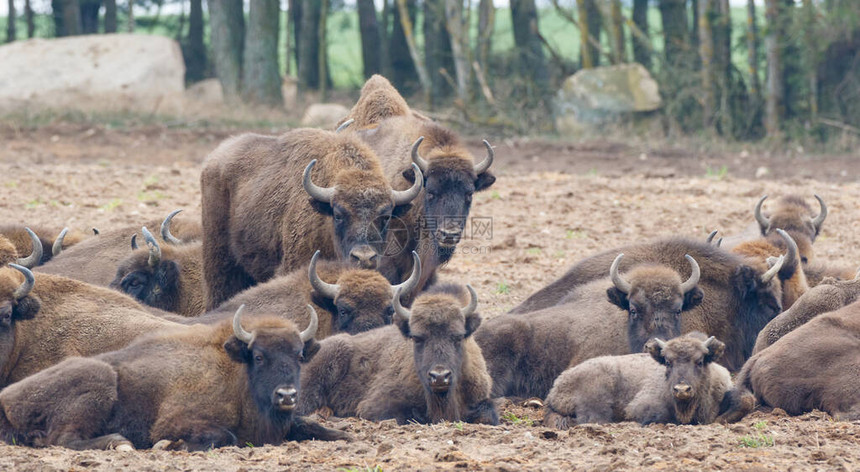 自由放养的欧洲野牛群在冬季森林中休息图片