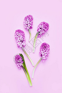 花卉背景粉红色背景上的粉红色风信子母亲节情人节生日庆祝概念顶视图图片
