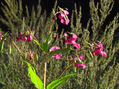 植物粉红色花朵图片