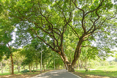 柏油人行道和慢跑道上铺满大雨树的绿叶树枝图片