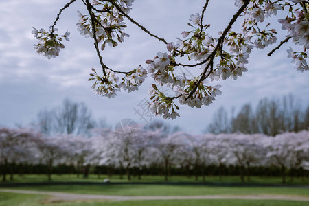 阿姆斯特丹波斯有400棵樱桃树图片